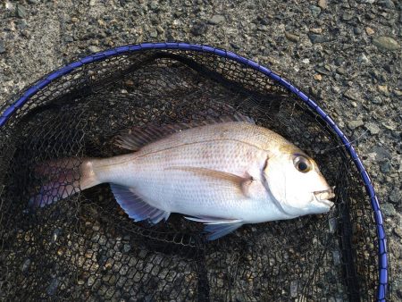 キス狙いでまさかの真鯛